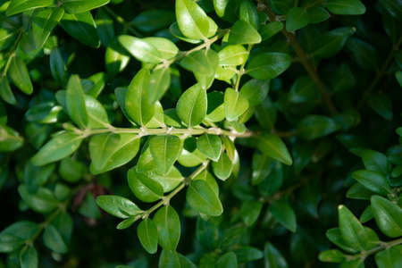 Nature photo in the park of St. Annes.の写真素材