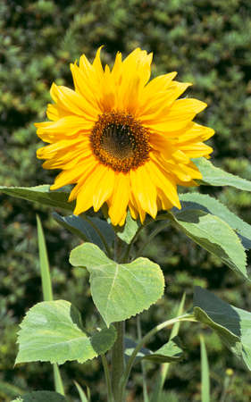 Nature photo in the park of St. Annes.の写真素材