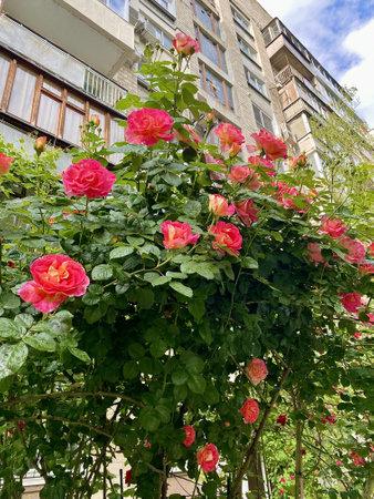 The vibrant red petals of the Rosa Gallica, also known as the French Rose, burst open in a summer garden. Its velvety blossoms contrast beautifully with the lush green foliage, creating a captivating display of color and fragrance.の写真素材