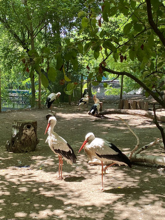 Big birds. White storks in a green reserve in the wildの写真素材