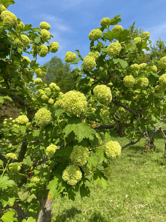 Viburnum opulus is a popular cultivar, deciduous shrub, and flowering plant in the Adoxaceae family, formerly classified in the Caprifoliaceae family.の写真素材