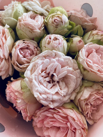 Beautiful floral card, spring banner, and background featuring peonies, roses, and ranunculus. This floral composition is perfect for Mother's Day or Women's Day, highlighting the beauty of flowersの写真素材