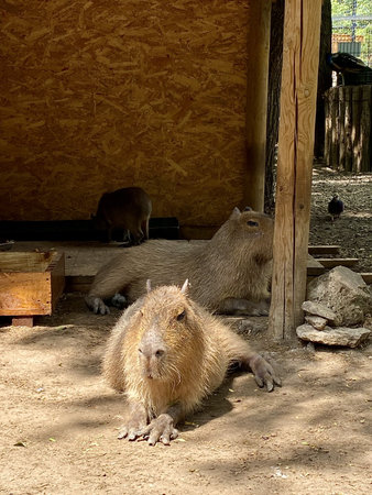 Cute capybara enjoying the sun lying on the sandの写真素材