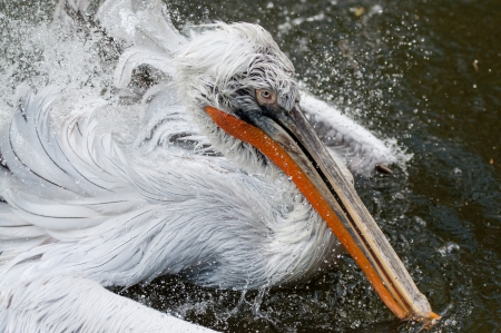 Bathing pelican in Prague ZOOの写真素材