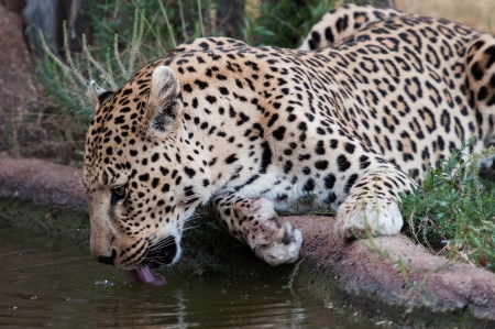 Detail of a drinking leopard in the Okonjima reserve in Namibiaの写真素材