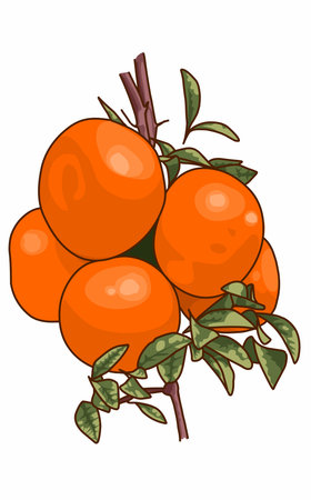 Illustration of a Mandarin orange fruit plant with leavesのイラスト素材