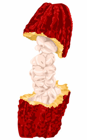 a red cocoa pod with white chocolate seeds inside issolated on whiteのイラスト素材
