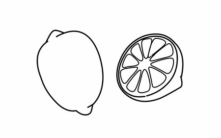 Line draw Drawing of lemon fruit coloring page for kids and kindergartenのイラスト素材