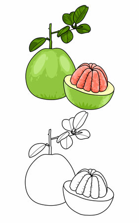 Healthy Green Pomelo fruits coloring pages for kidsのイラスト素材