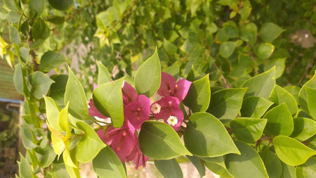 a pink flower with green leaves