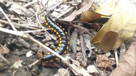a black and yellow caterpillar crawling on the garden ground among the leaves and branches