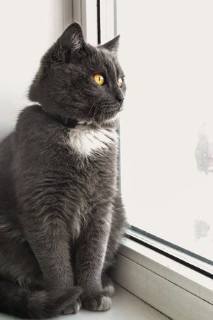 the cat looks out the windowの写真素材