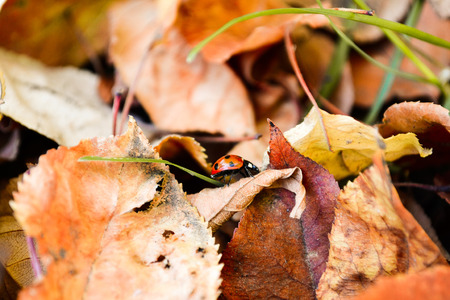 ladybird on dry leaves