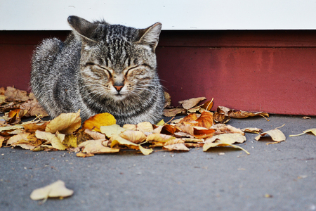 cat in the dry leavesの写真素材