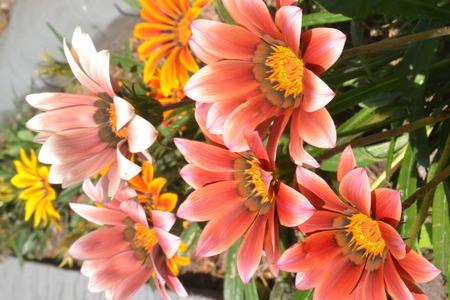 flowers on the flower bedの写真素材