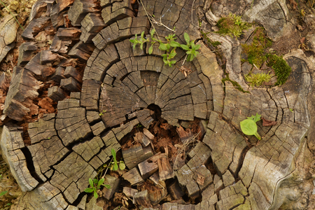 texture dry old tree with mossの写真素材