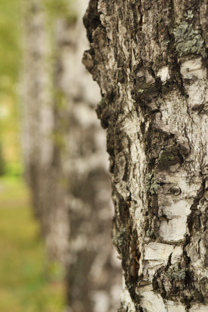 birch texture close-up in the forestの写真素材