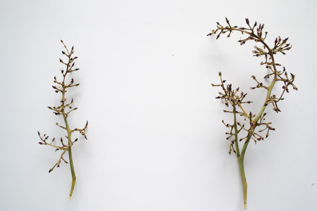 small and large grape branches lie near without berries on a white backgroundの写真素材