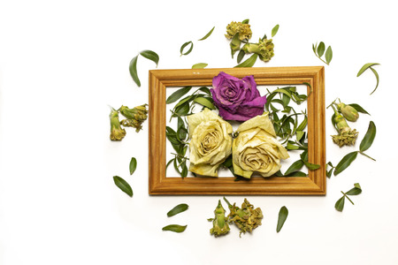 three dry roses with leaves, two white roses, one pink rose, inside a wooden frame on a white...