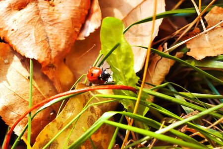 ladybug crawling on the green grass and dry leaves in the forest close-upの写真素材