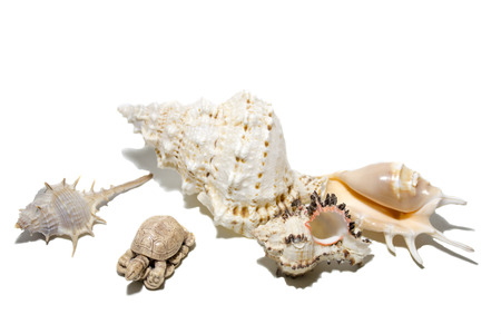 seashells on a white backgroundの写真素材