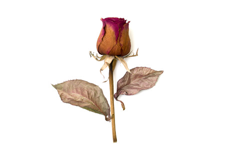 dry rose isolated over whiteの写真素材