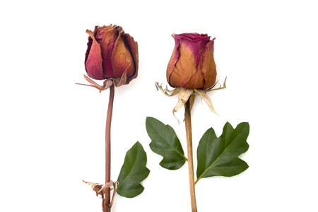 dry rose and green petal isolated over whiteの写真素材
