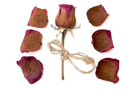 dry rose and petal isolated over whiteの写真素材