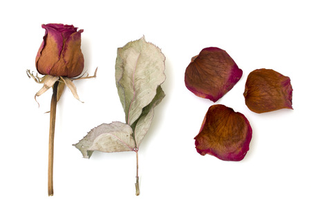 dry rose and sheet isolated over whiteの写真素材
