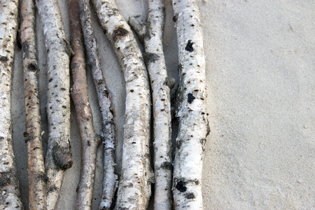 background birch twigs in the sandの写真素材