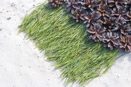 background of pine needles on the sand with cones in the sand