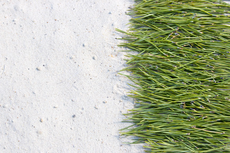 background of pine needles on the sandの写真素材