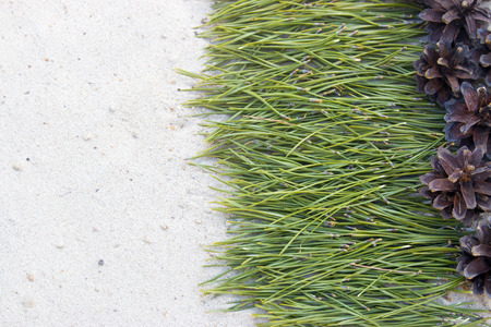 background of pine needlesの写真素材