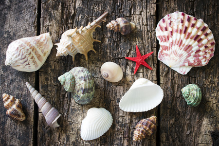 starfish, seashells, snail shell on an old wooden table selective focusの写真素材