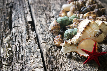 seashells, shell, shellfish, starfish on wooden background close-up selective focus on the rightの写真素材