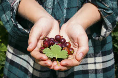 gooseberries with leaf in the hands of a farmer selective focusの写真素材