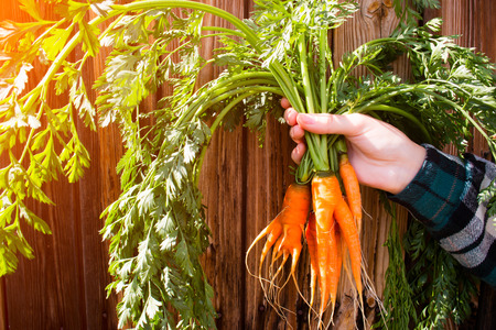 a new crop of carrots in the hands of a farmer on a wooden background selective focusの写真素材