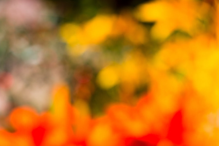 red, yellow, orange flowers unfocused bokeh abstract backgroundの写真素材
