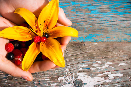 hand holding currants, raspberries, gooseberries, yellow flower on a wooden backgroundの写真素材