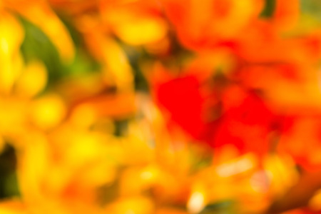 red, yellow, orange, green defocused bokeh flowers in abstract background