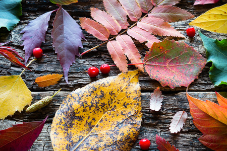 autumn leaves on a wooden background closeup