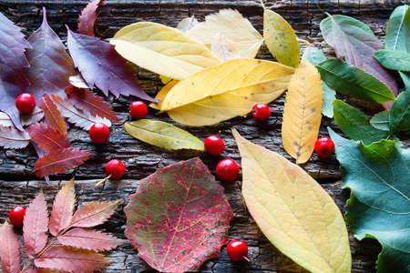 abstract background autumn leaves on the tableの写真素材
