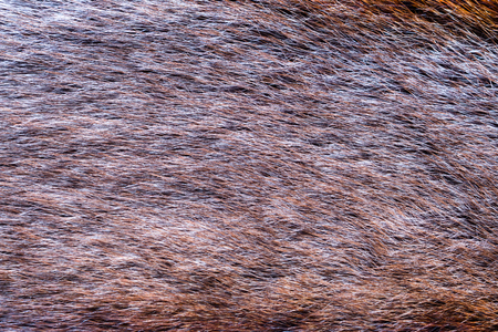 fox fur background texture