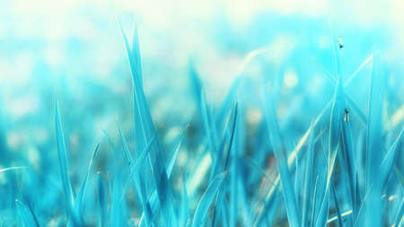 blue grass close up on blurred bokeh background with place for textの写真素材