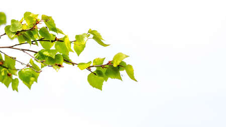 green leaves isolated on white backgroundの写真素材