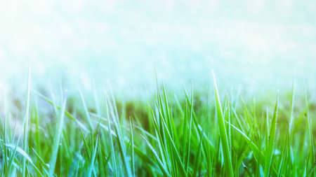 green fresh grass on blurred bokeh background spring backgroundの写真素材