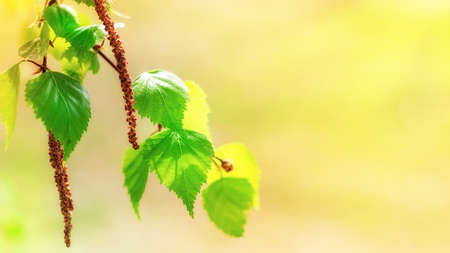 spring background of blossoming birch leaves with place for text on blurred yellow backgroundの写真素材