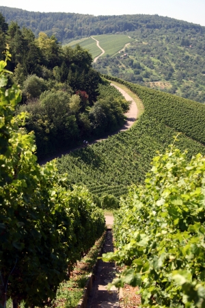 German Vineyardの写真素材