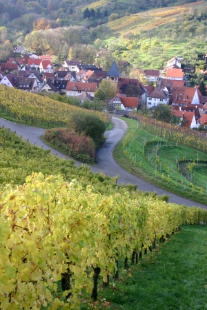 Autumn scene of german vineyard の写真素材