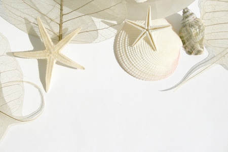 Shells, star fish, heart shaped soap and skeleton leaf 